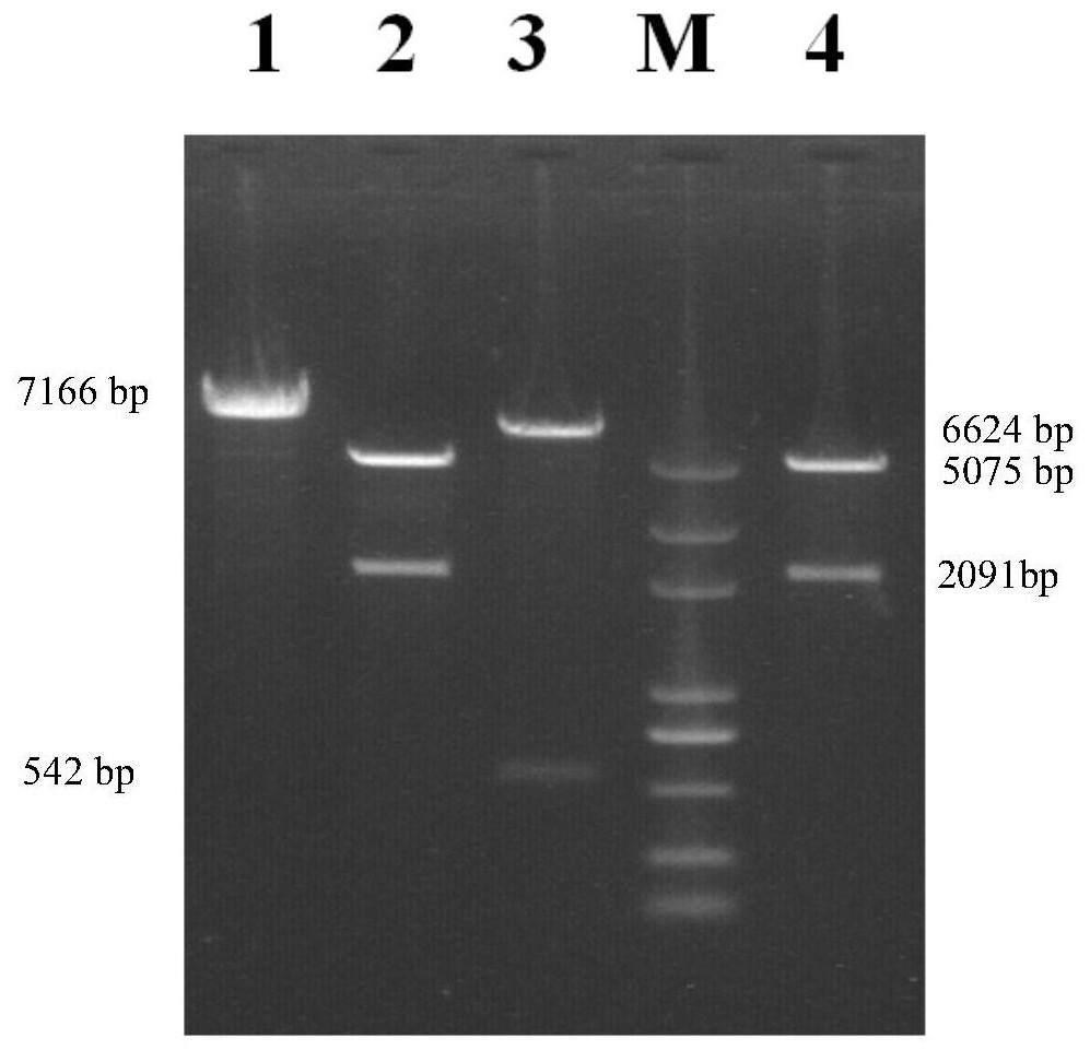 Porcine parvovirus infectious cloning system stably carrying genetic markers and its construction method and application