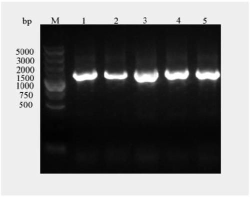 Chickenpox-zoster virus glycoprotein E gene expression vector, recombinant yeast strain thereof and application thereof