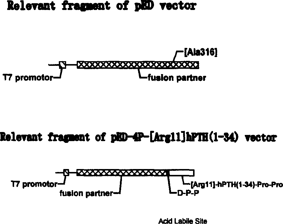 Human parathyrin 1.34 peptide related peptide-Pro-Pro-[Arg11 hPTH (1.34)-Pro-Pro