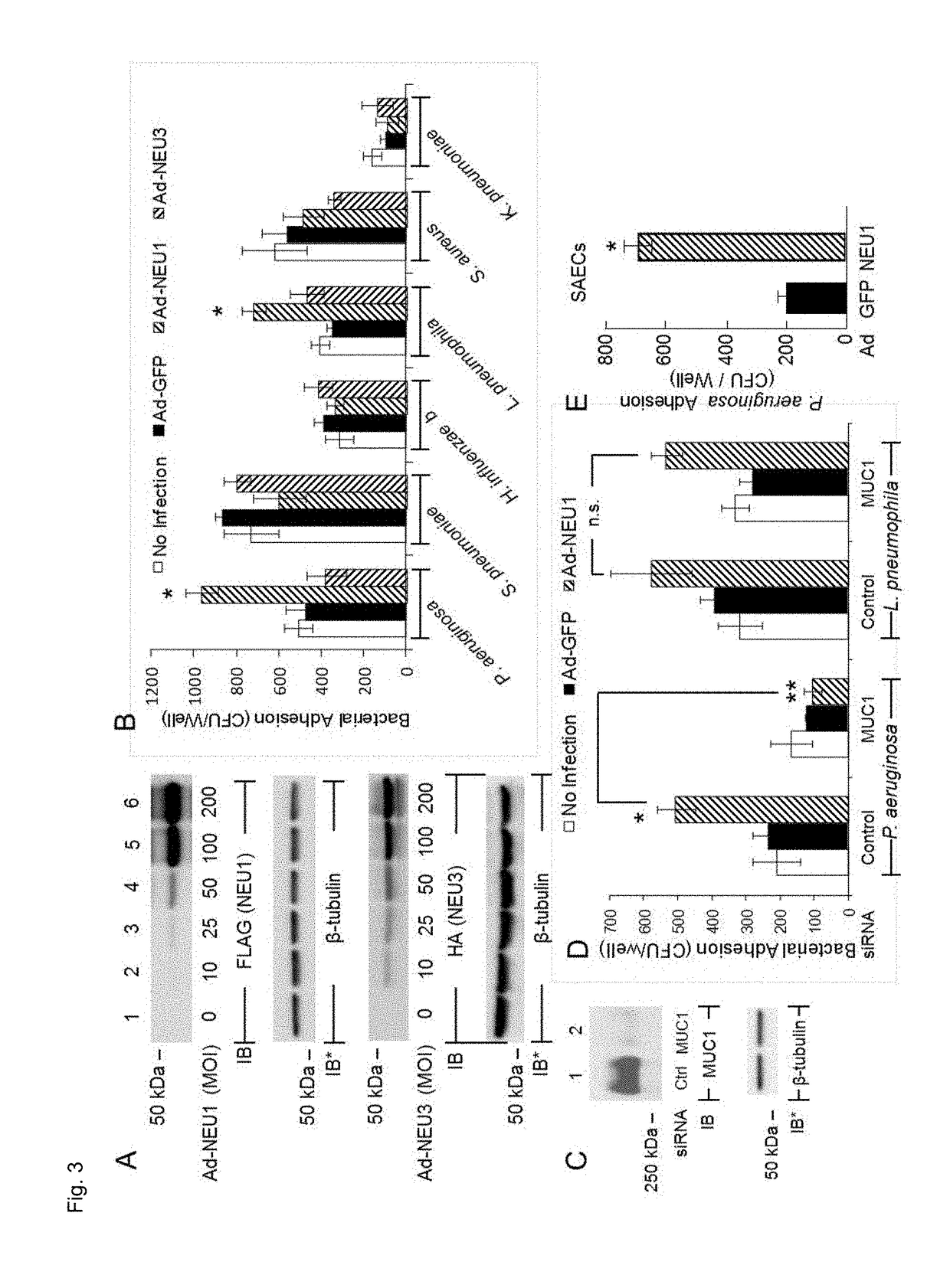 Muc1 decoy peptides for treatment and prevention of bacterial infections