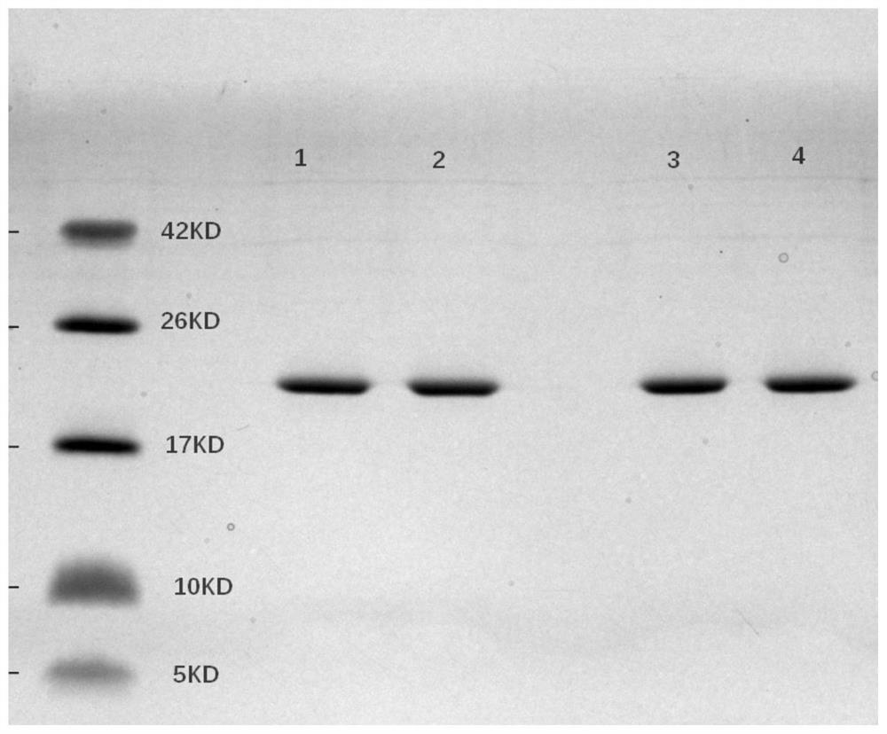 Interleukin 29 mutant protein preparation