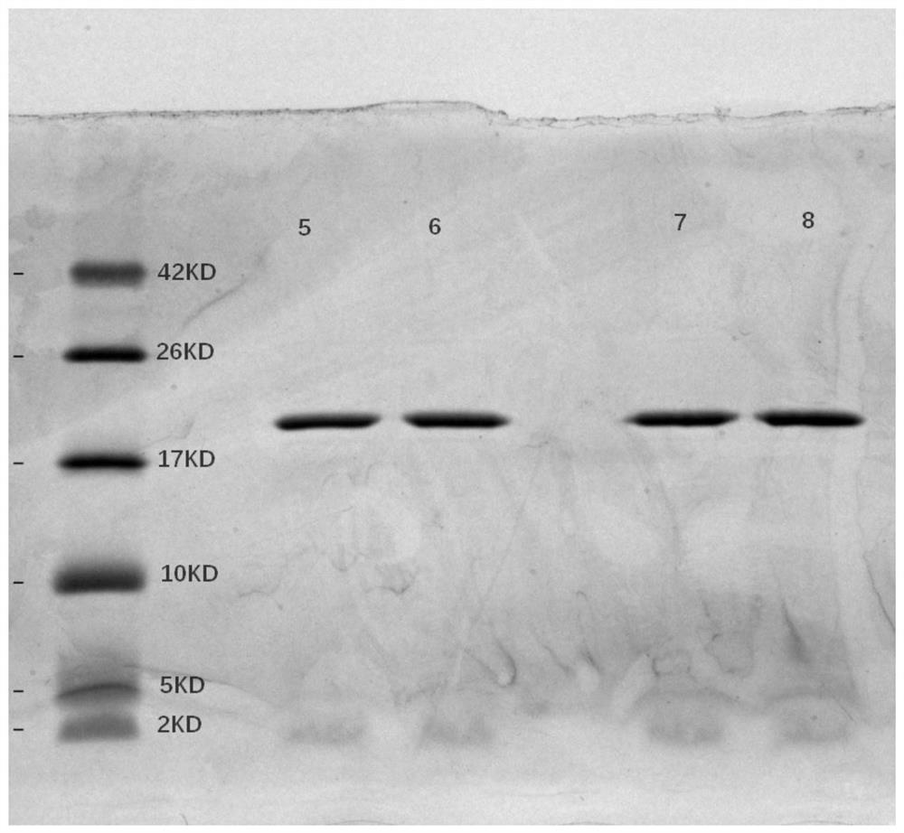 Interleukin 29 mutant protein preparation