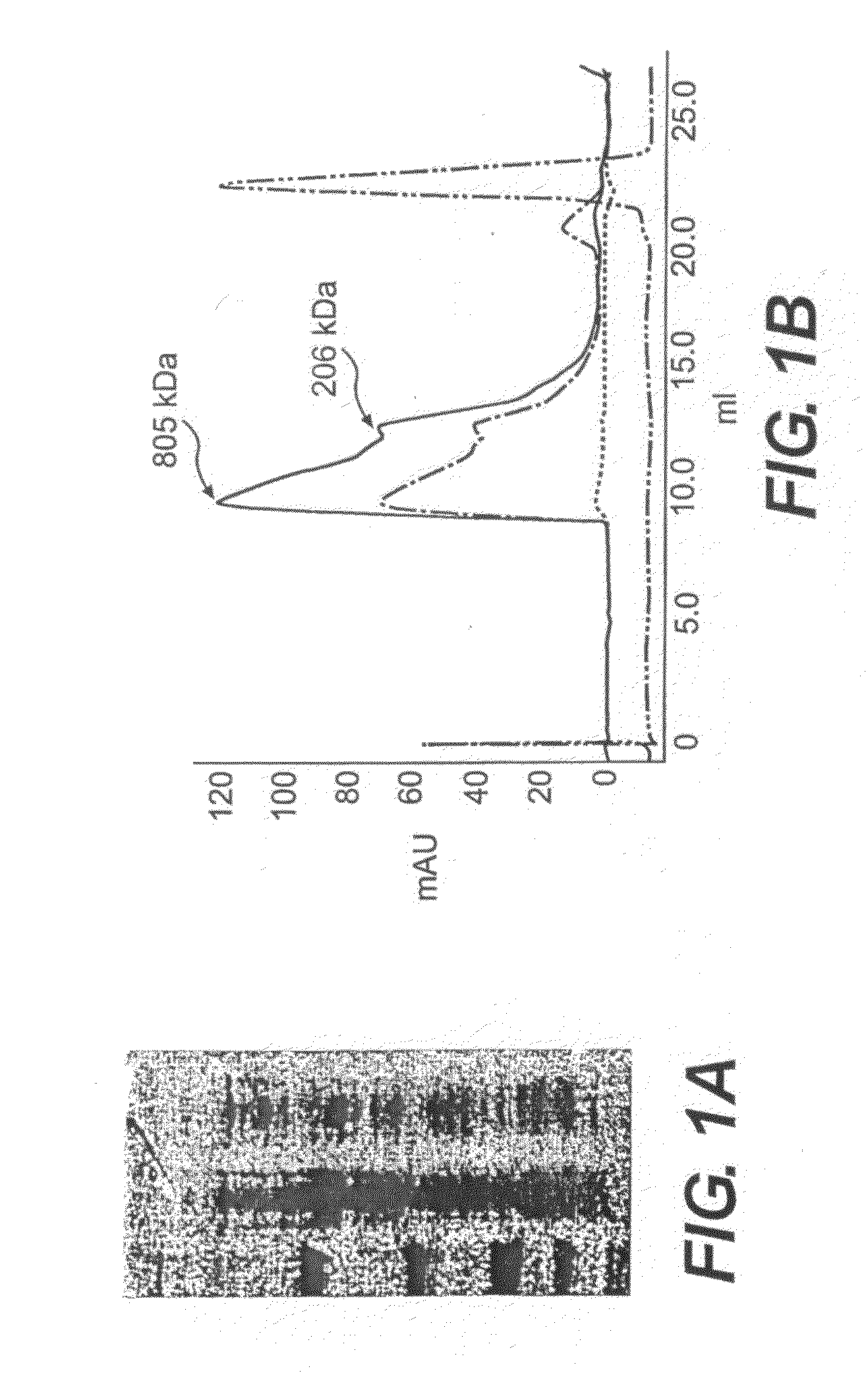 Proteins with Improved Solubility and Methods for Producing and Using Same