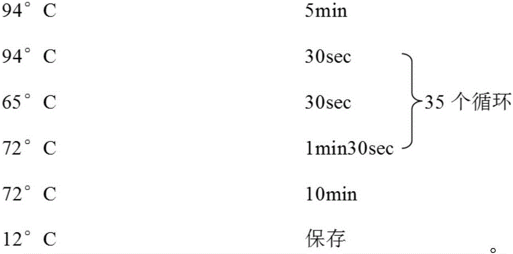 Diagnostic kit and detection method of sheep Xinjiang babesia U sp.