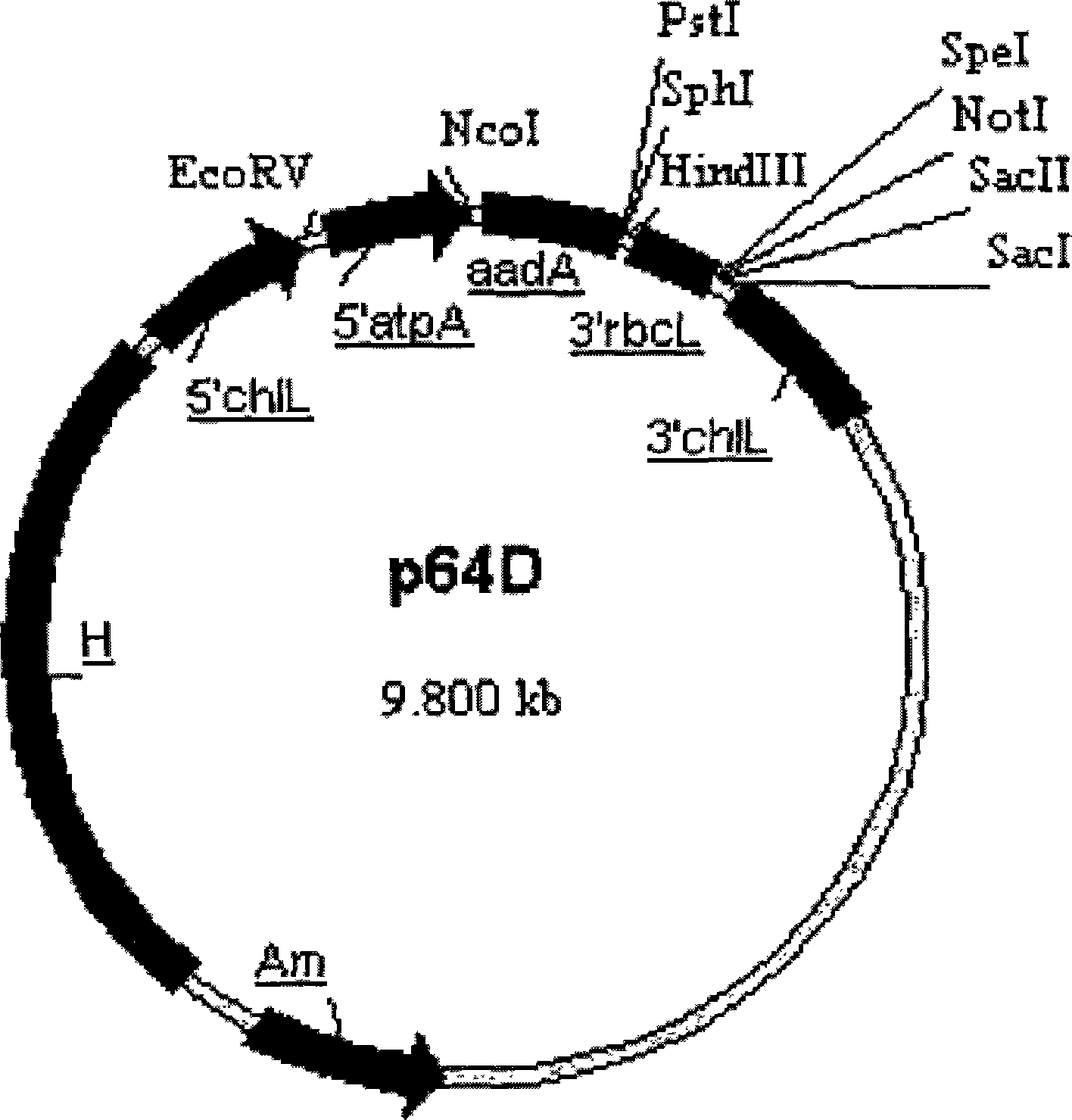 Method for constructing Platymonas subcordiformis chloroplast expression system