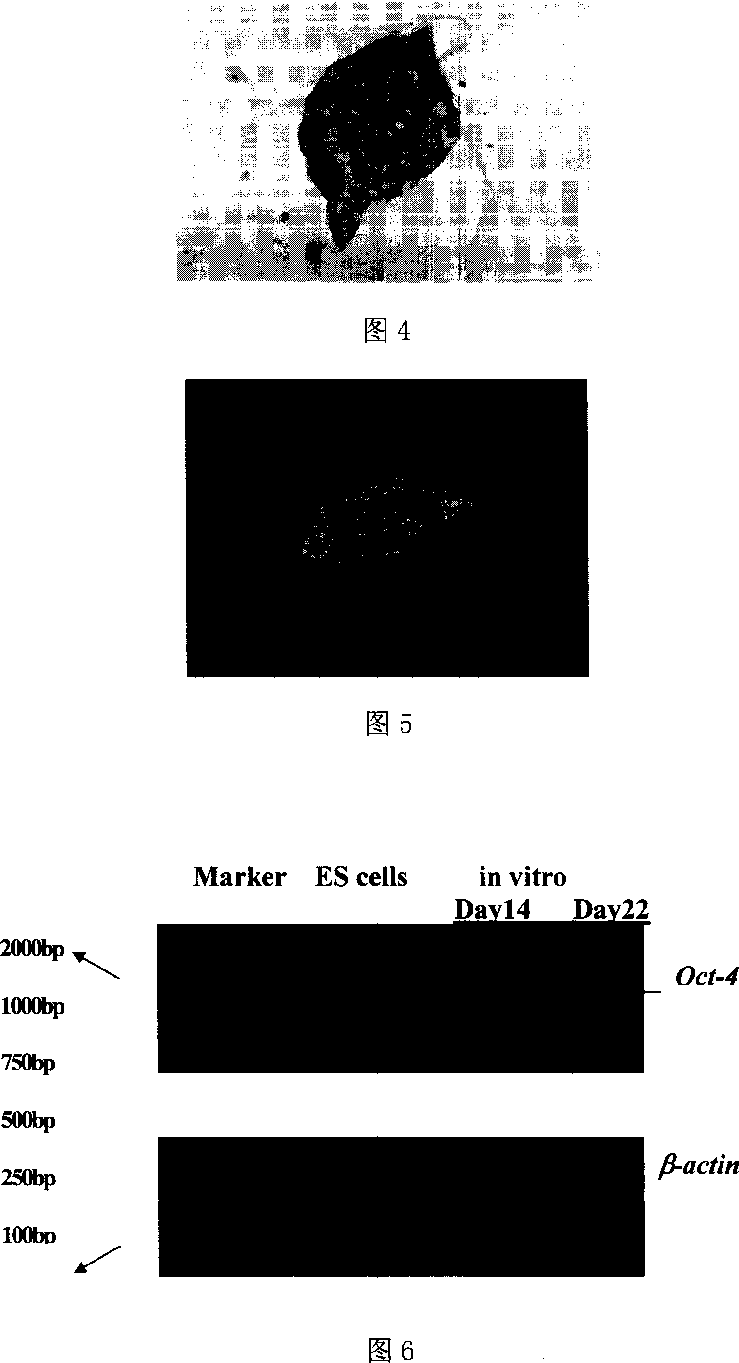 Method for construction of stem cell in-vitro multiplication and differentiation microenvironment
