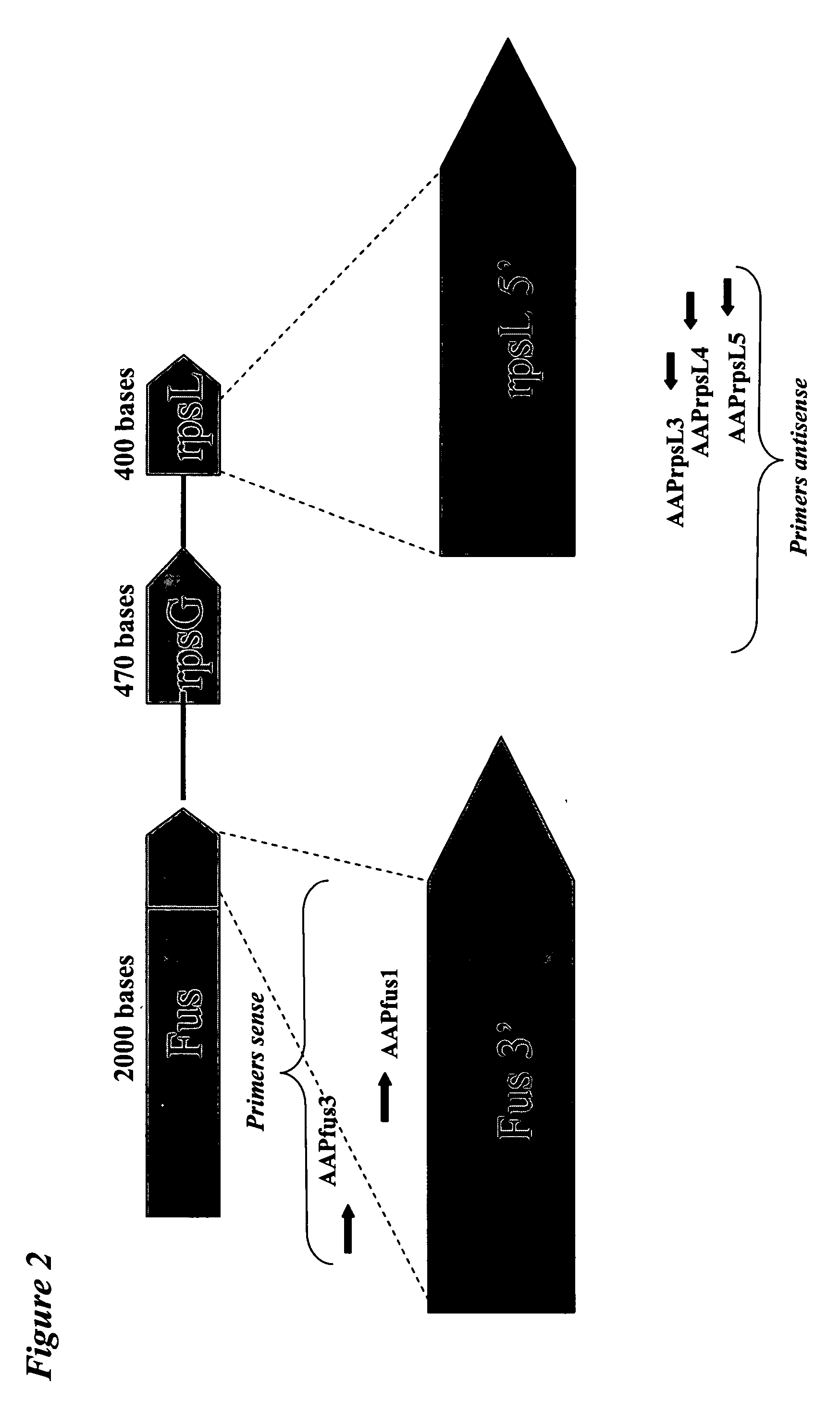 Method and kit for the detection and/or quantification of homologous nucleotide sequences on arrays