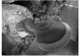 Method for germinating ganoderma lucidum (leyss.fr) karst basidiospores