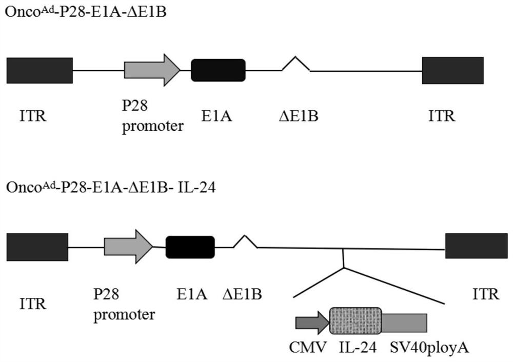 Recombinant oncolytic gene adenovirus, and construction method and application thereof