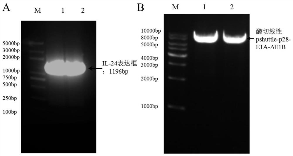 Recombinant oncolytic gene adenovirus, and construction method and application thereof