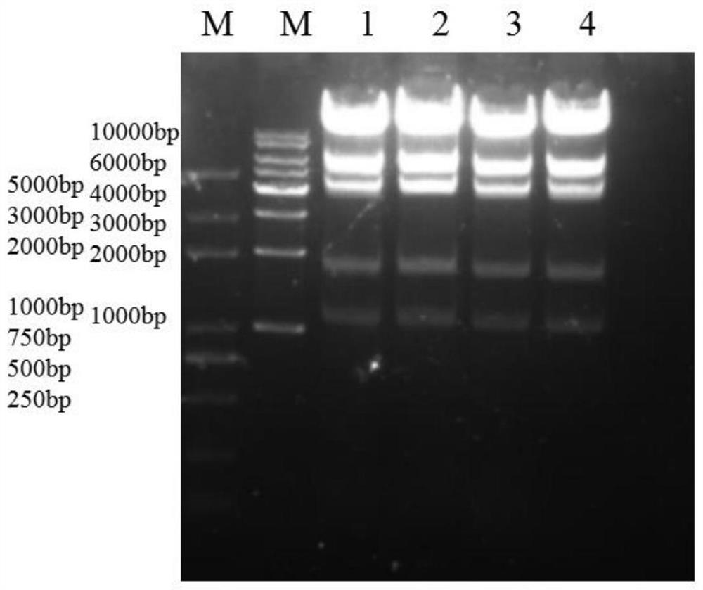 Recombinant oncolytic gene adenovirus, and construction method and application thereof