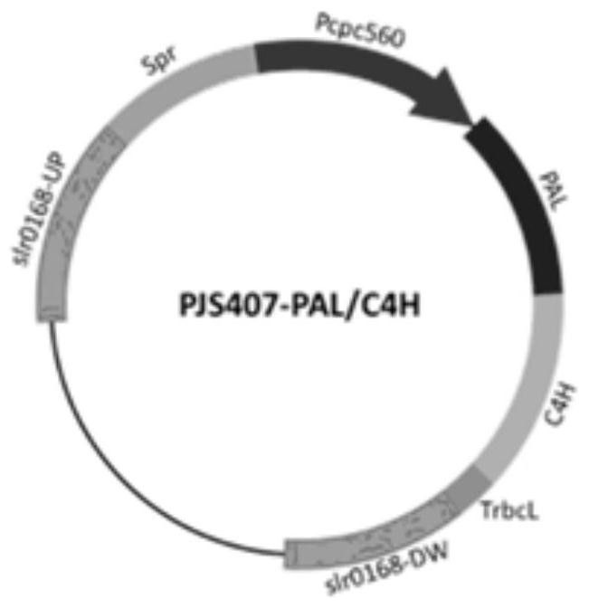 Engineering cyanobacteria for biosynthesis of p-coumaric acid and preparation method of engineering cyanobacteria