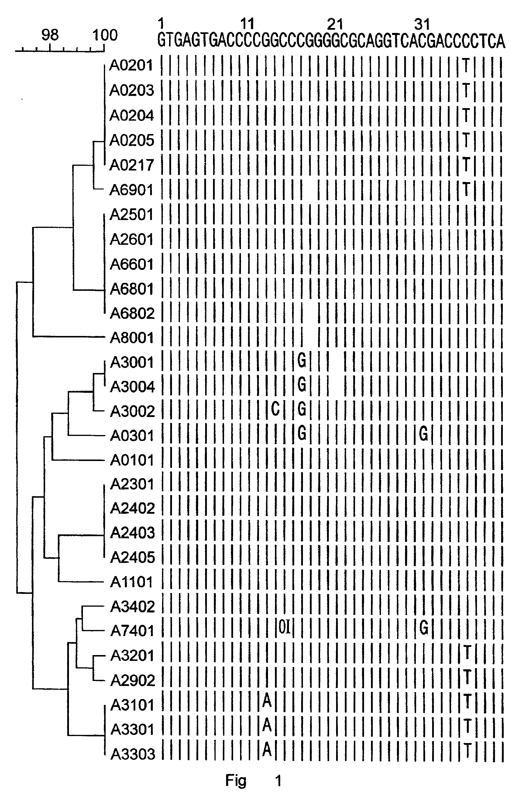 Method for the amplification of HLA class I alleles