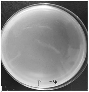A new strain of A. viridans bacteriophage avp and its application