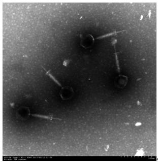 A new strain of A. viridans bacteriophage avp and its application