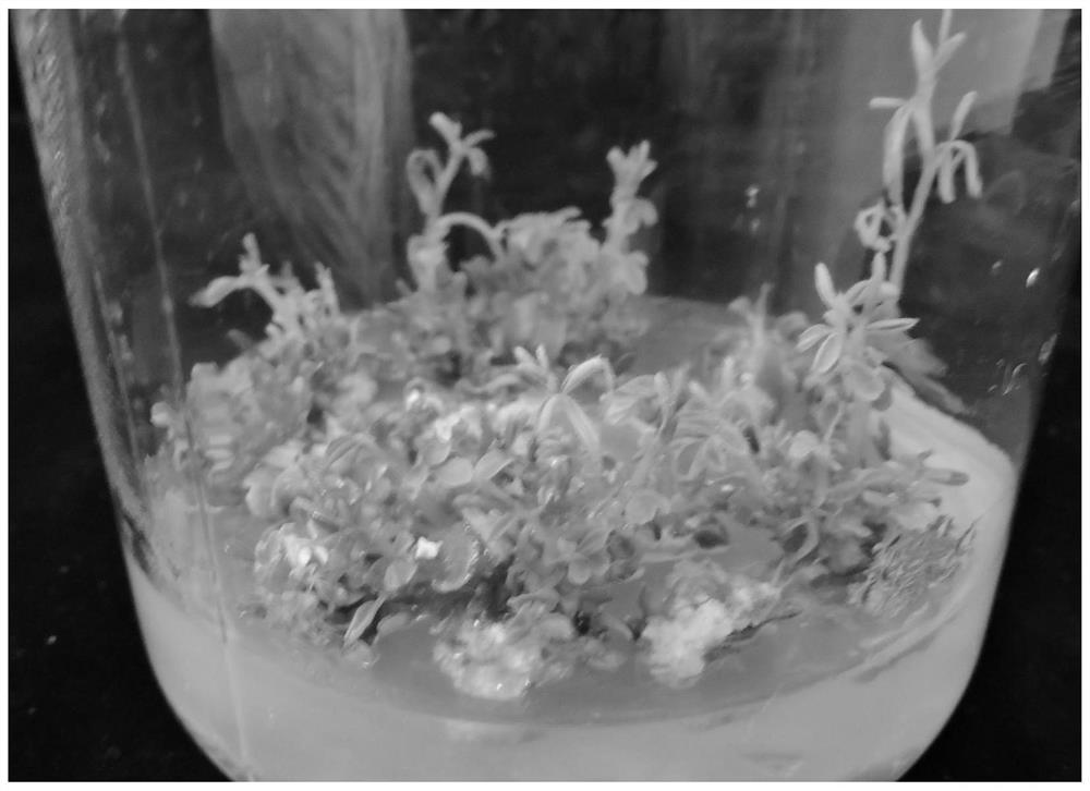 A kind of factory tissue culture fast propagation method of Astragalus membranaceus