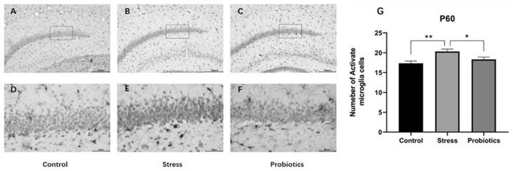 Application of probiotics in preparation of medicine for treating progeny injury caused by pregnancy stress