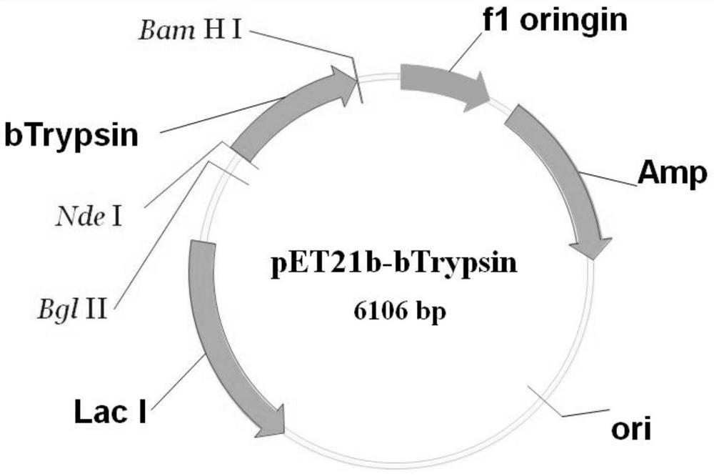 Production process of bovine trypsin