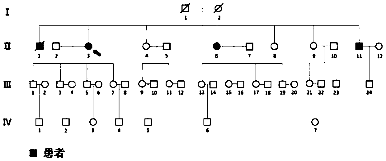 Fkbp5 gene fragment containing 163g&gt;c mutation, encoded protein fragment and application thereof