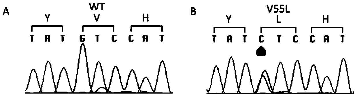 Fkbp5 gene fragment containing 163g&gt;c mutation, encoded protein fragment and application thereof