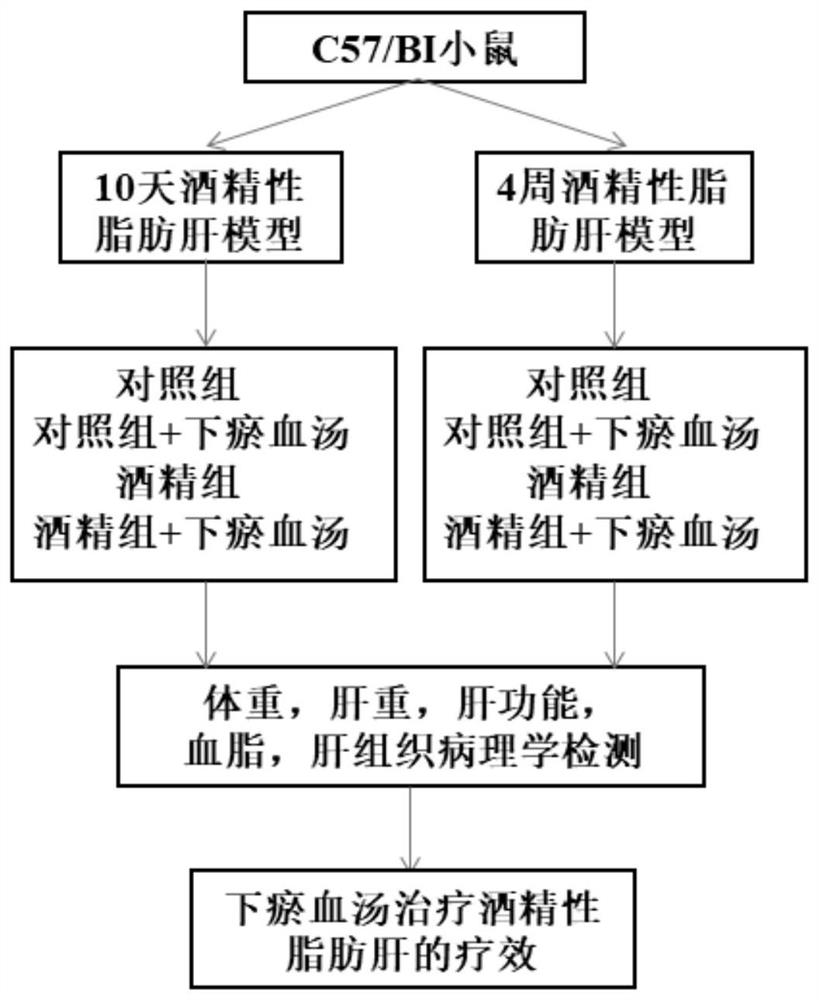 Application of a traditional Chinese medicine composition in preparation of medicine for treating chronic alcoholic steatohepatitis