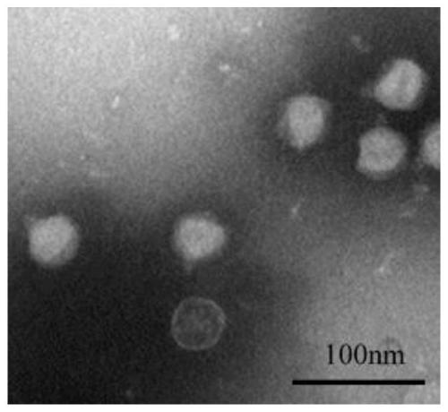 Salmonella phage LPST144 and antibacterial application of lyase of salmonella phage LPST144