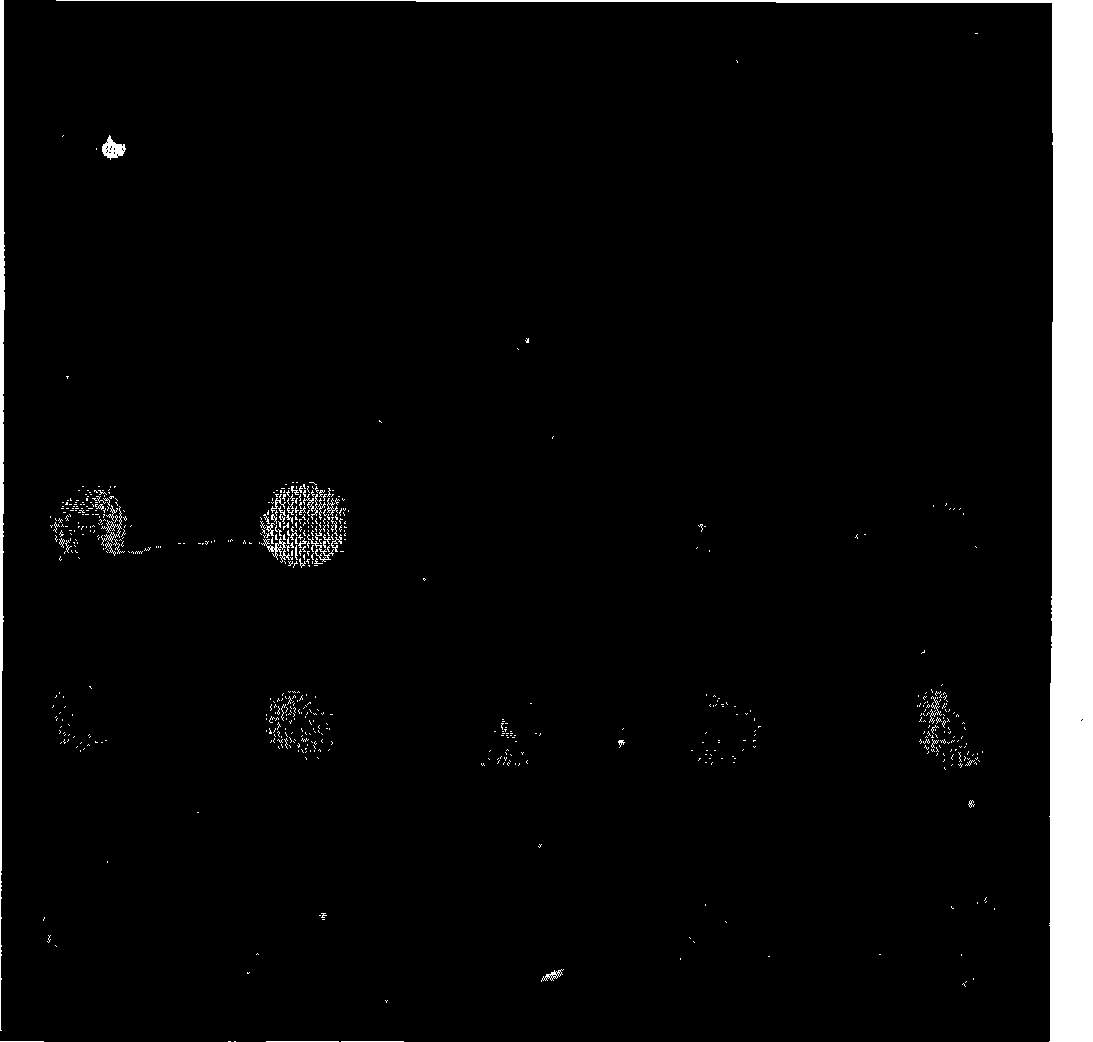 Method and apparatus for inspecting gel chip