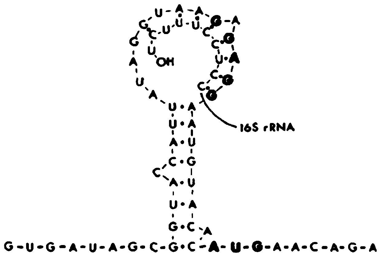 A promoter optimization method based on ribosome binding site modification