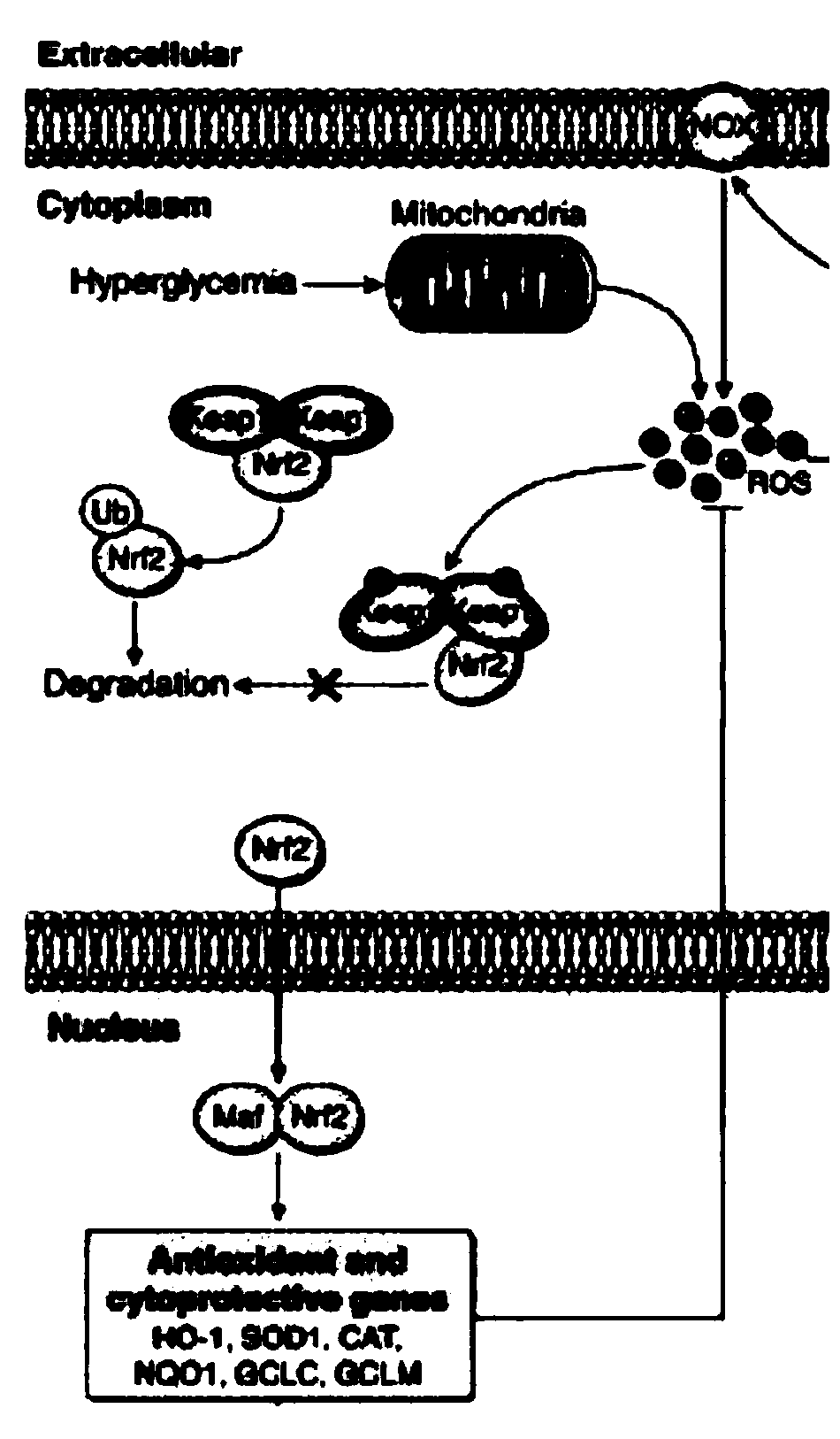 Application of NRF2 protein in preparation of drug for regulating biorhythm