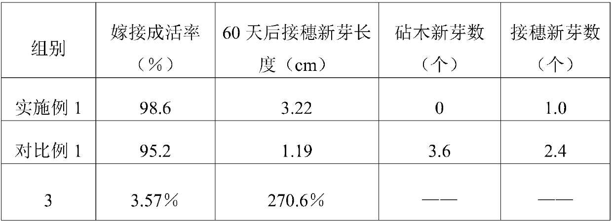 Dragon-fruit grafting method