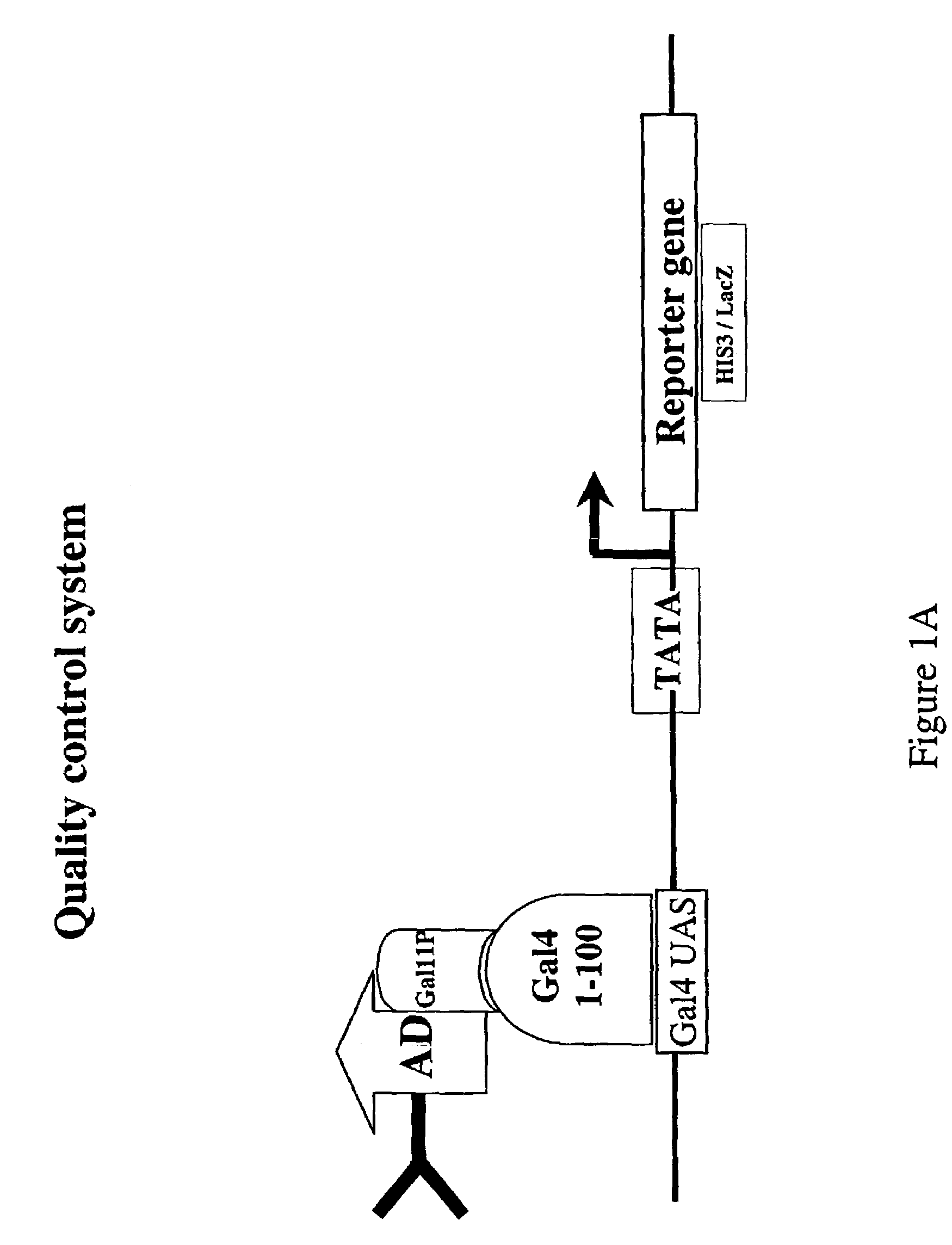 Intrabodies with defined framework that is stable in a reducing environment and applications thereof