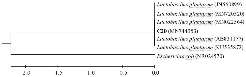 A kind of Lactobacillus plantarum C20 used for silage fermentation of vegetables and its application