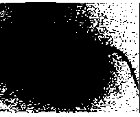 Surface-modified microorganism and preparation method and application thereof