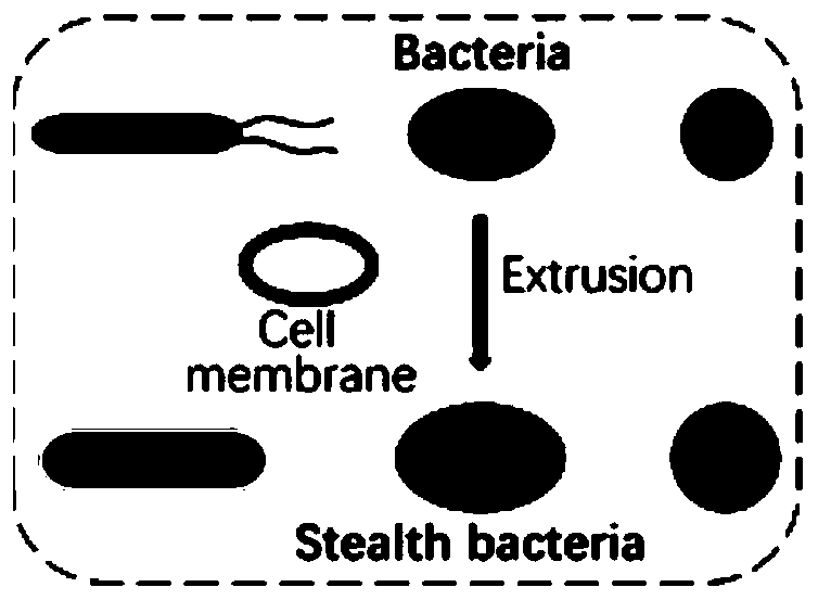 Surface-modified microorganism and preparation method and application thereof