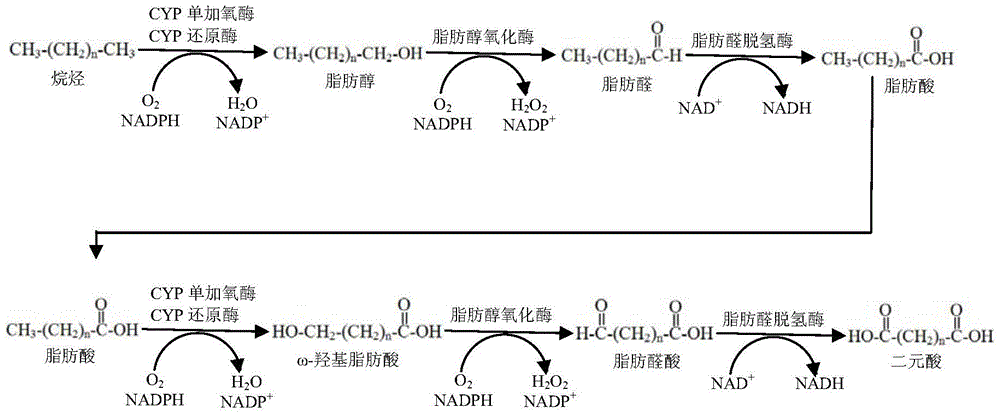 Long-chain dibasic acid production strain and its preparation method and application