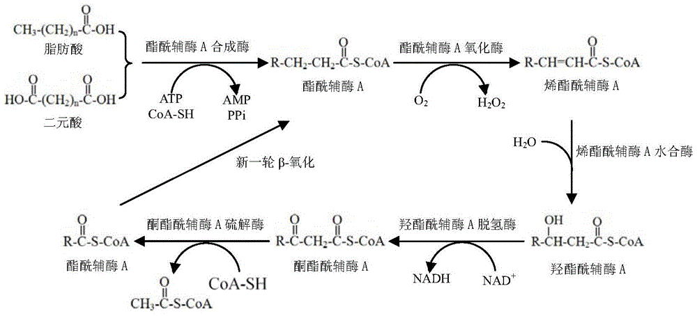Long-chain dibasic acid production strain and its preparation method and application