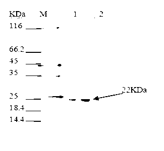 Indirectly competitive ELISA (Enzyme Linked Immunosorbent Assay) immune kit for detecting porcine reproductive and respiratory syndrome virus