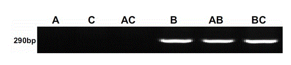 Method for rapidly detecting expression of ANS (Anthocyanidin Synthetase) genes from different sources in rape seed capsule and application thereof