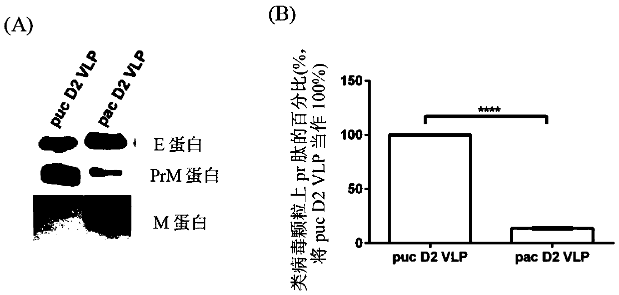 Dengue virus-like particle, antibody against dengue virus, and composition comprising the same