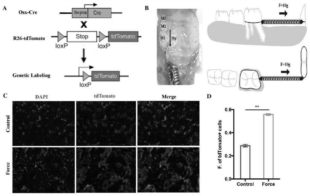 Screening method and application of direct mechanical response cell subpopulation