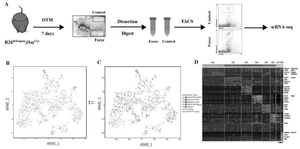 Screening method and application of direct mechanical response cell subpopulation
