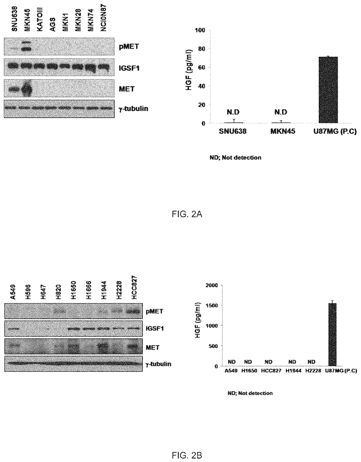 Combination method for treating cancer by targeting immunoglobulin superfamily member 1 (IGSF1) and mesenchymal-epithelial transition factor (MET)