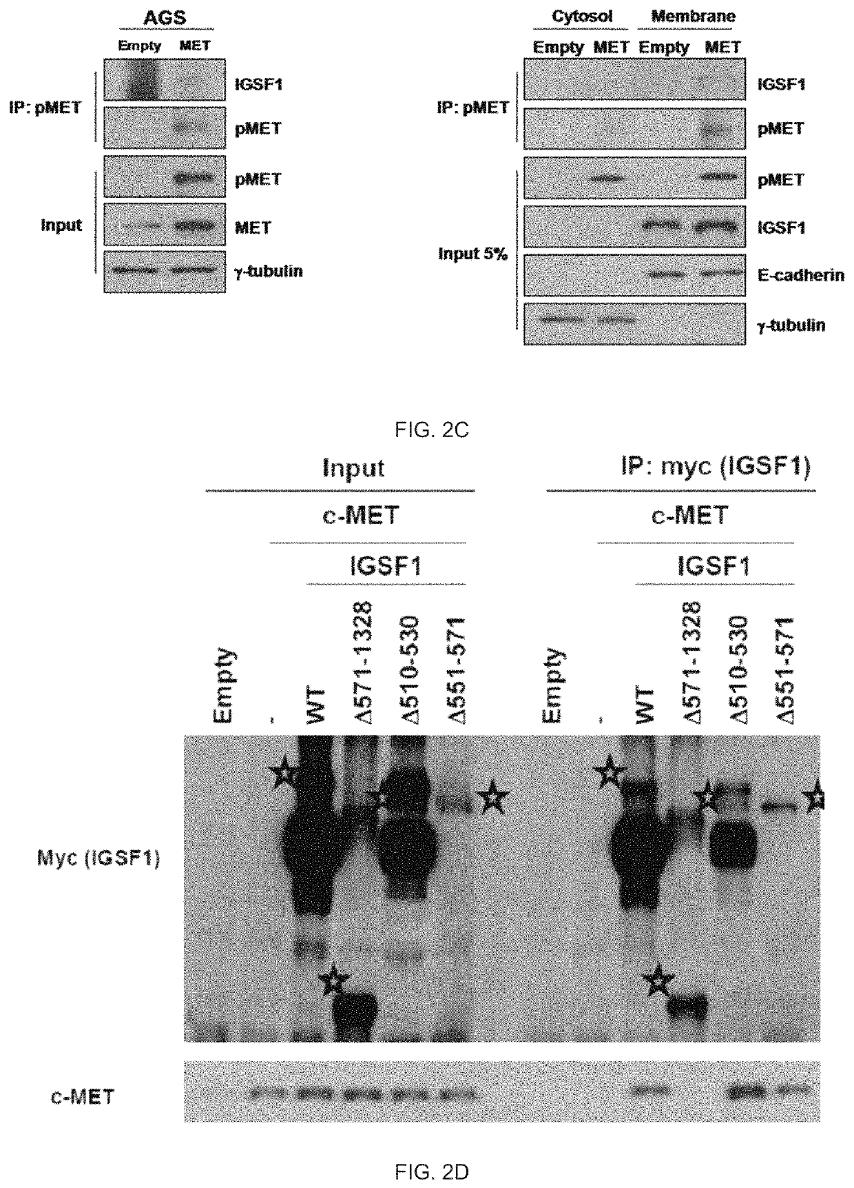 Combination method for treating cancer by targeting immunoglobulin superfamily member 1 (IGSF1) and mesenchymal-epithelial transition factor (MET)