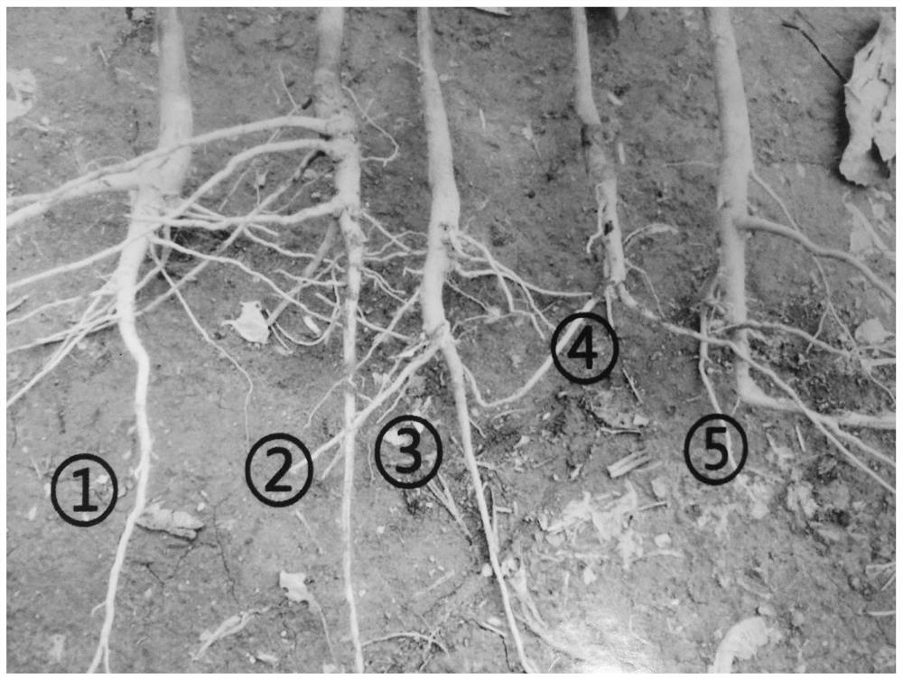 Soil nutrient activator suitable for saline-alkali land improvement and preparation method thereof