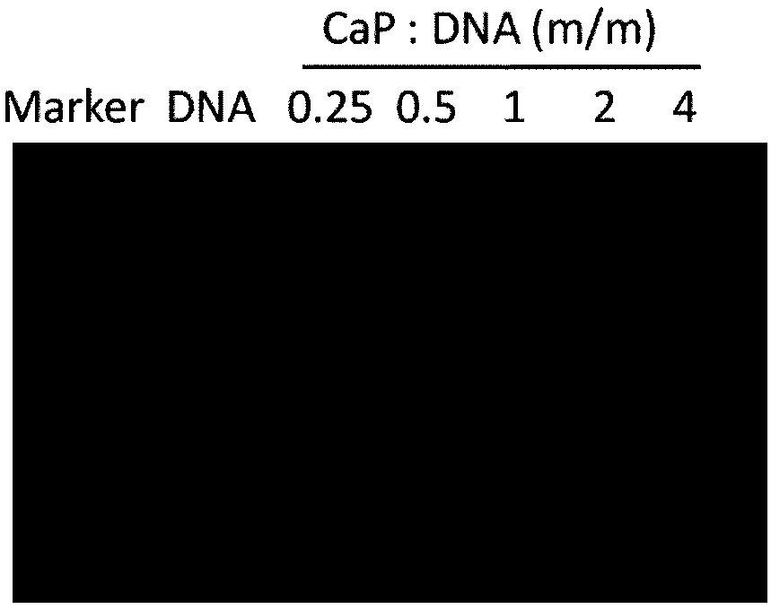 One-dimensional calcium phosphate nano/micron material as well as preparation method and application thereof