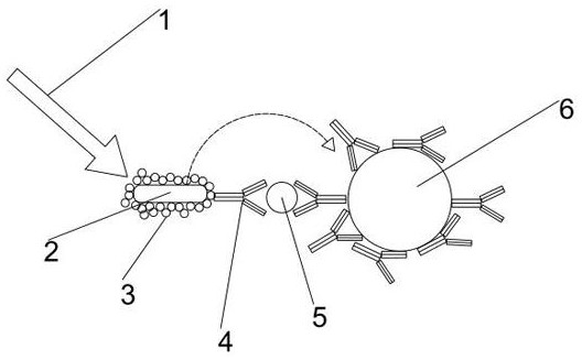 Homogeneous chemiluminiscence detection method