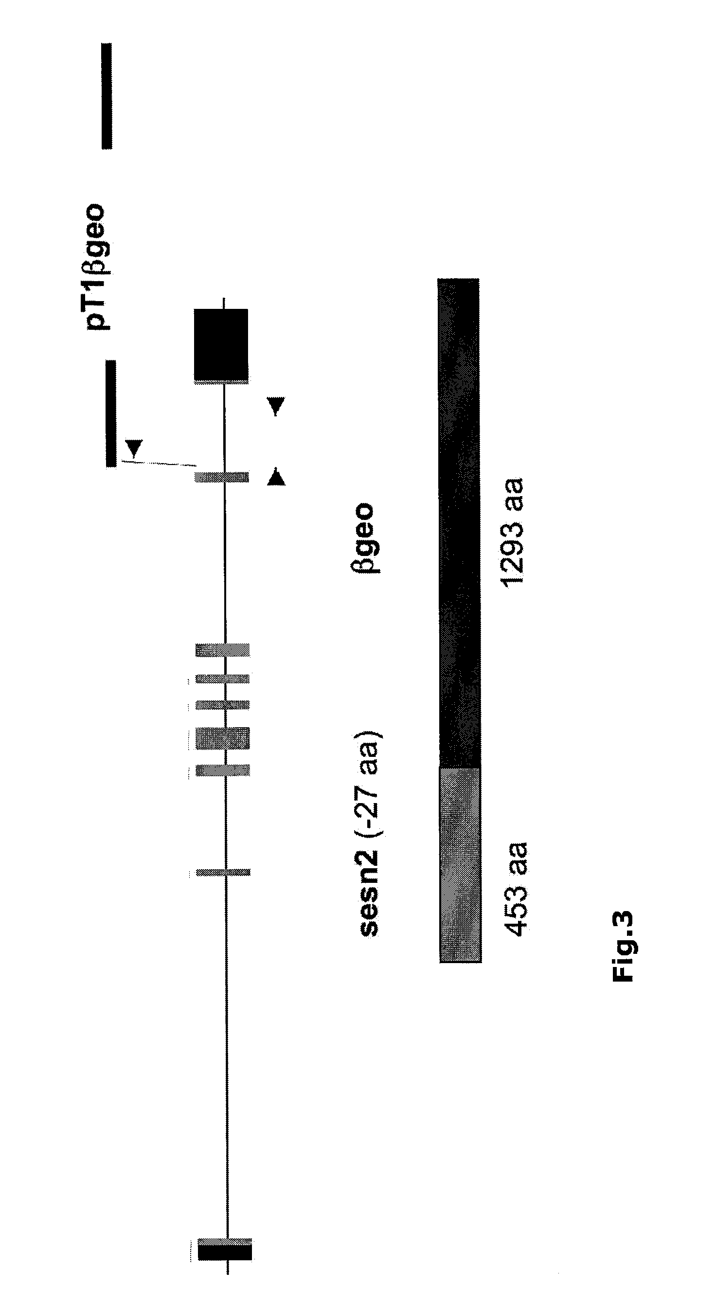 Animal model for the selection and validation of agents active against pulmonary emphysema and colorectal cancer