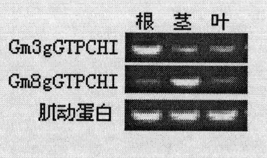 Soybean folate synthesis key enzymes GTPCHI and their genes and use