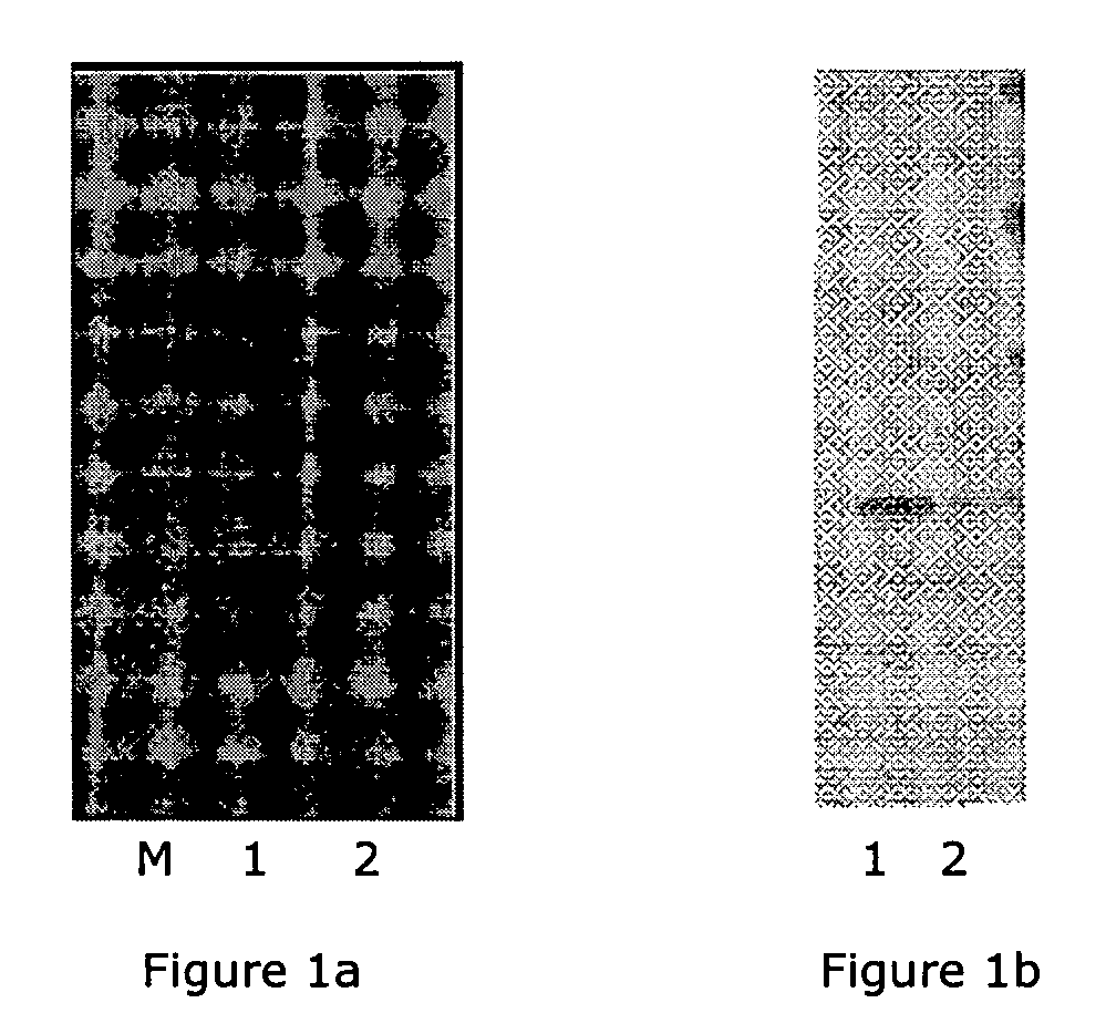 Monovalent anti-CD40L antibody polypeptides and compositions thereof