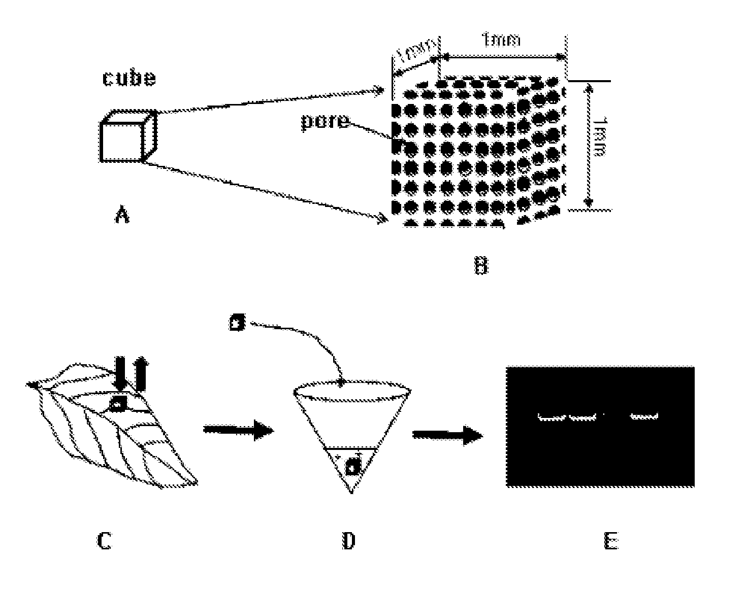 Porous solid phase for rapidly isolating biological molecules for nucleic acid amplification reaction from biological sample, and use thereof